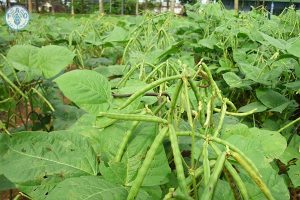 Cách trồng đậu đen