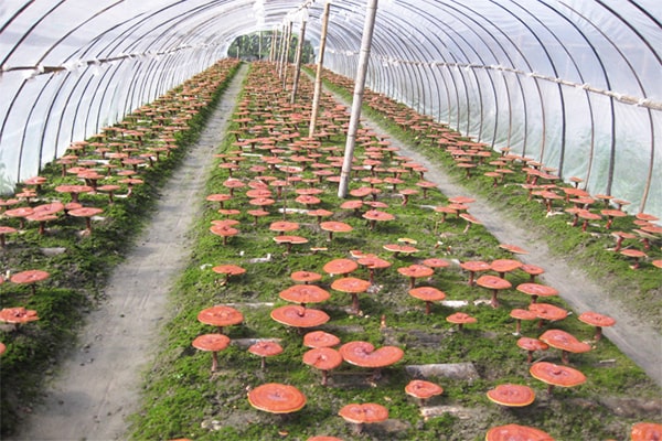 Mô hình trồng nấm Linh chi ở xã Quảng Lộc một hướng đi mang lại hiệu quả  kinh tế cao 
