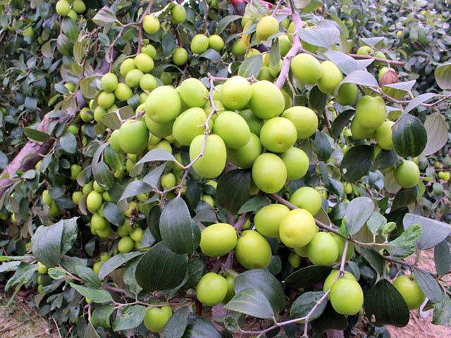 Ninh Thuận mở rộng quy mô trồng táo nâng cao hiệu quả kinh tế  Thị trường   Vietnam VietnamPlus
