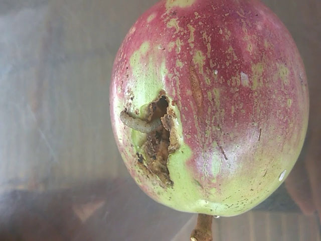 Bí kíp trồng táo ngoại ngọt giòn trĩu quả