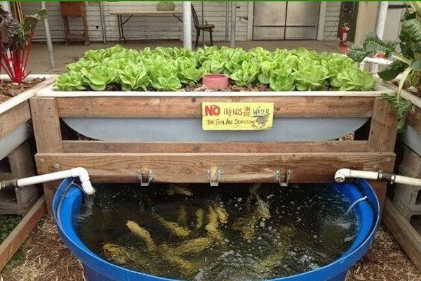 Aquaponics trồng rau nuôi cá sạch