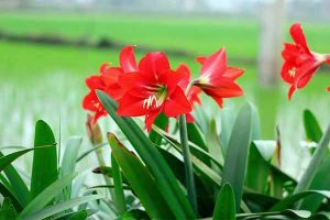 Cách trồng hoa loa kèn đỏ