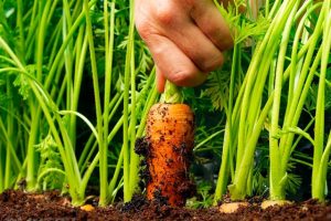 Kỹ thuật trồng Cà Rốt đơn giản tại nhà kể cả không có không gian trống, thời vụ trồng cà rốt ở miền bắc