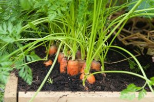 Cách trồng cà rốt trong thùng xốp