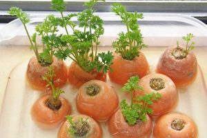 Cách trồng cà rốt từ củ