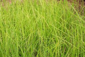 Bệnh lúa von có thể xuất hiện và gây hại từ giai đoạn mạ cho đến khi thu hoạch