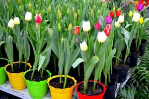 Cách trồng hoa tulip trong chậu