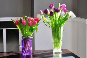 Cách trồng hoa tulip trong nước