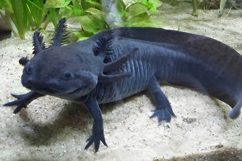 Cá khủng Long 6 Sừng Axolotl - Độc đáo