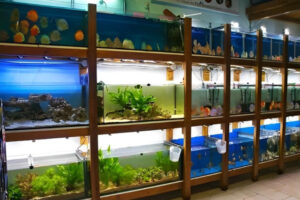 Top 5 cửa hàng cá cảnh Vũng Tàu chuyên bán sỉ lẻ