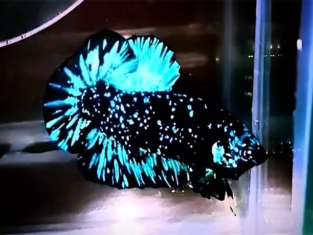 Cá betta galaxy - Cách nuôi đúng kỹ thuật để cá sống khỏe màu đẹp