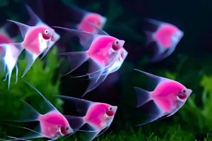 Top 5 loại cá cảnh màu hồng đẹp được nhiều người yêu thích